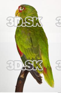 Amazon white-fronted - Amazona albifrons 0017